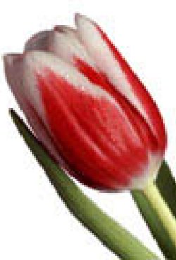 ورود نور